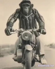 Professional Monkey