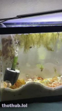 fishy