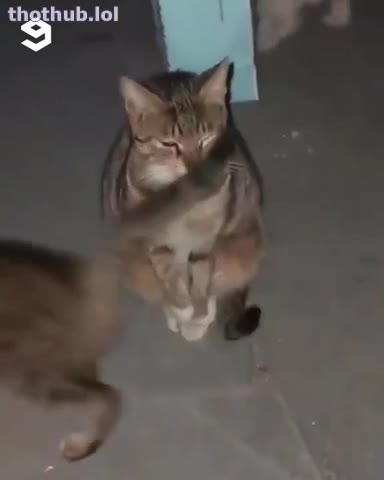 OnlyFans leaked Cats No Action on HDthot