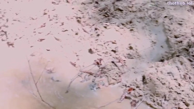 Southern bull Ryder × tribal - creeping in the creek
